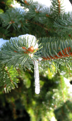 idrolato di abete bianco per riequilibrare mente e corpo