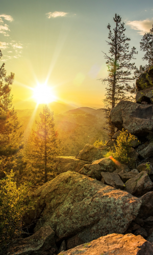 100 ml d'hydrolat de pin des montagnes