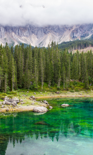 Hydrolat d'épicéa pour revitaliser l'air