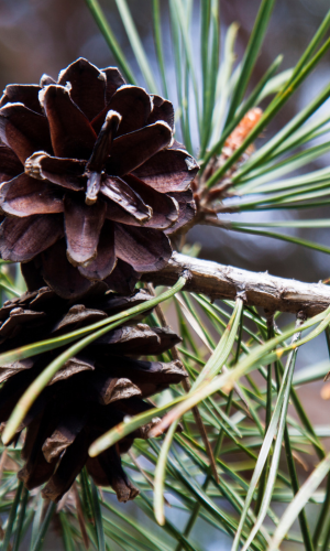 Hydrolat de pin suisse pour le bien-être du sommeil