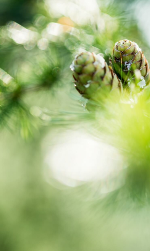 hydrolat de mélèze parfum balsamique alpin