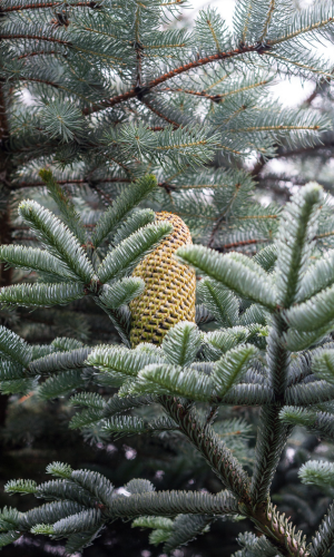 huile essentielle de sapin blanc contre le rhume et la sinusite