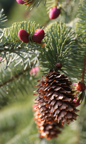Huile essentielle d'épicéa pour une relaxation profonde