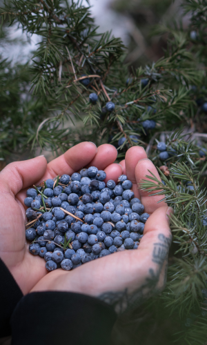 Huile essentielle de Genévrier pour la pureté et le renouveau