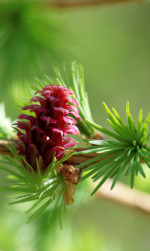 huile essentielle pure de mélèze - Trentin Haut Adige