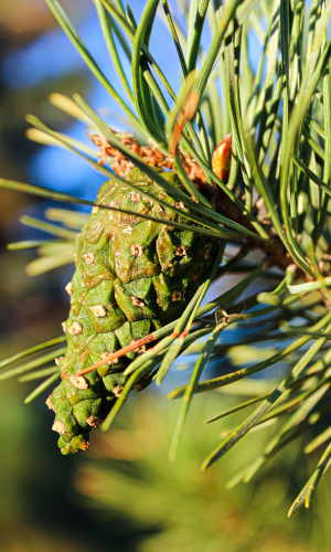Huile essentielle de pin sylvestre pour purifier et régénérer
