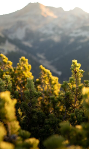 Waldkieferhydrolat 100 ml Raum- und Körperspray