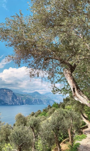 Gardasee-DOP-Extralab-Öl von Oliocru