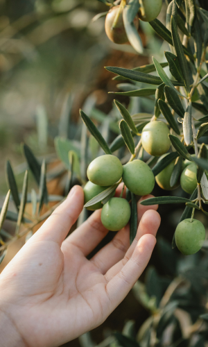 huile d'olive extra vierge italienne classique