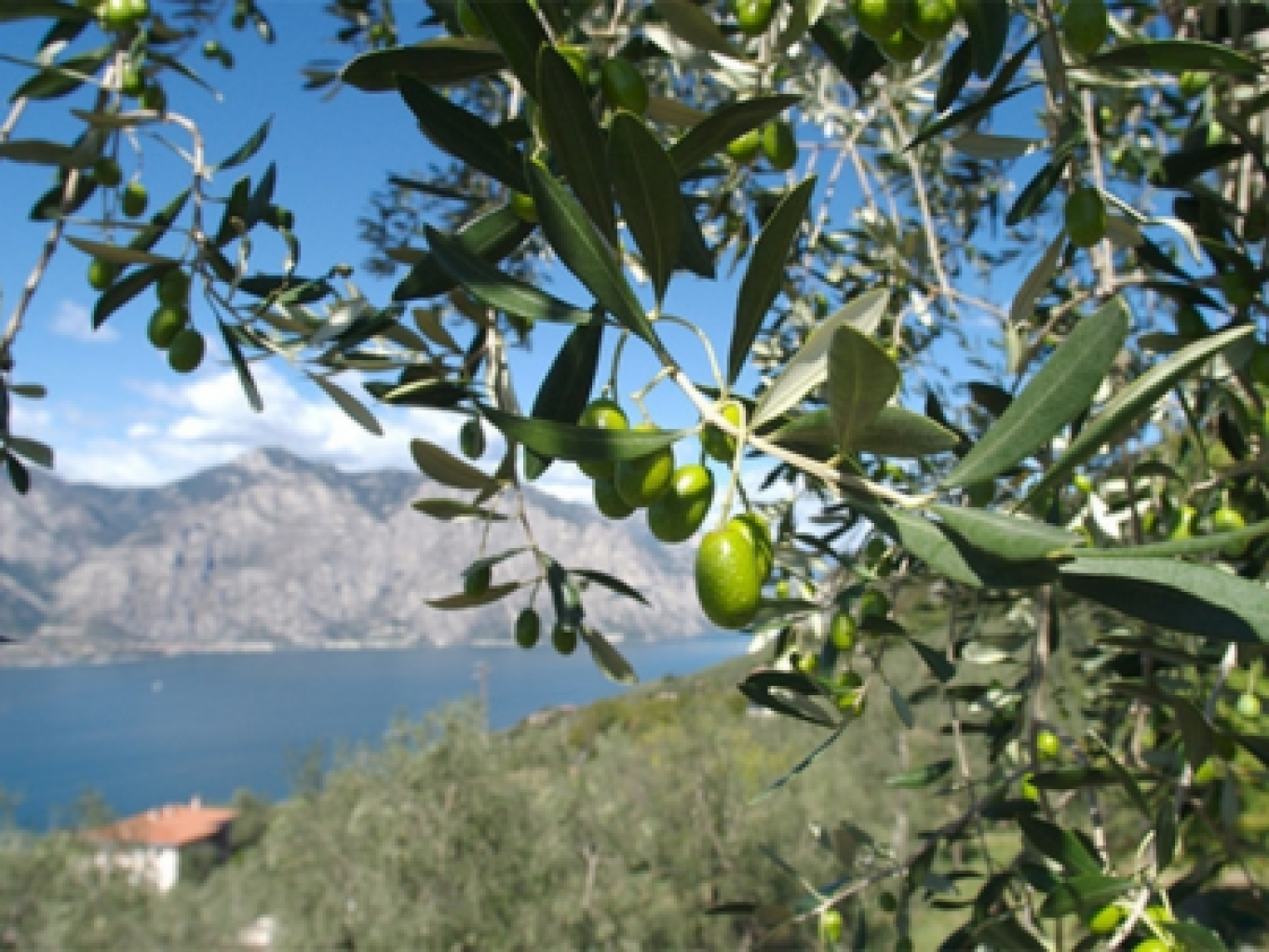 L' olio con il cuore