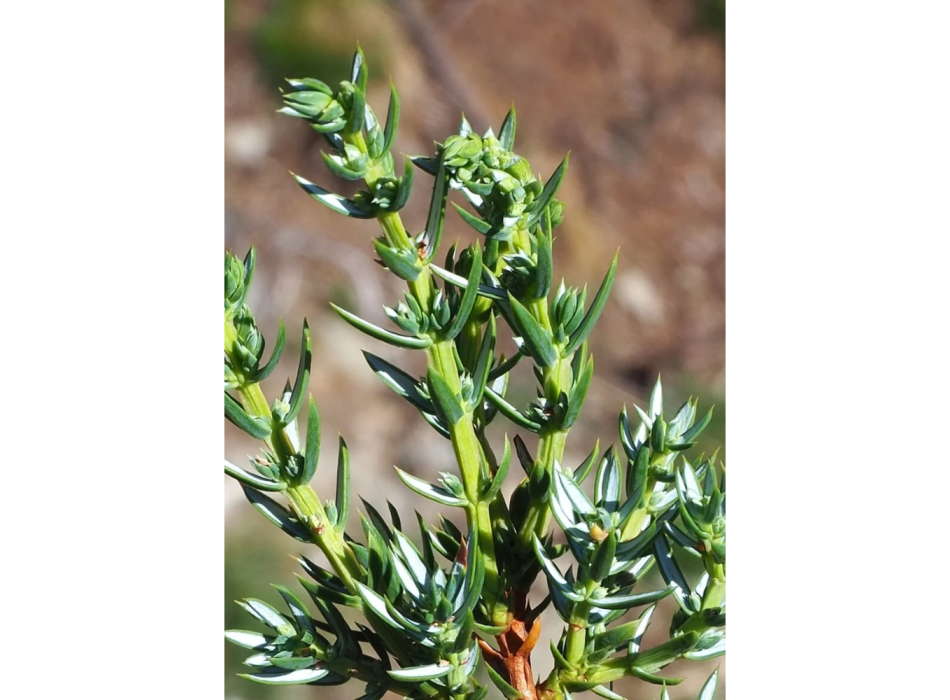 Olio essenziale di Ginepro