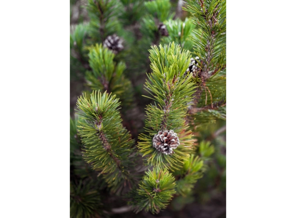 Olio essenziale Pino Mugo