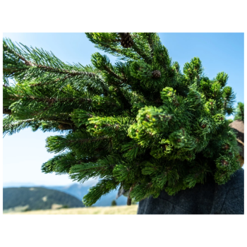 Hydrolat aus Waldkiefer