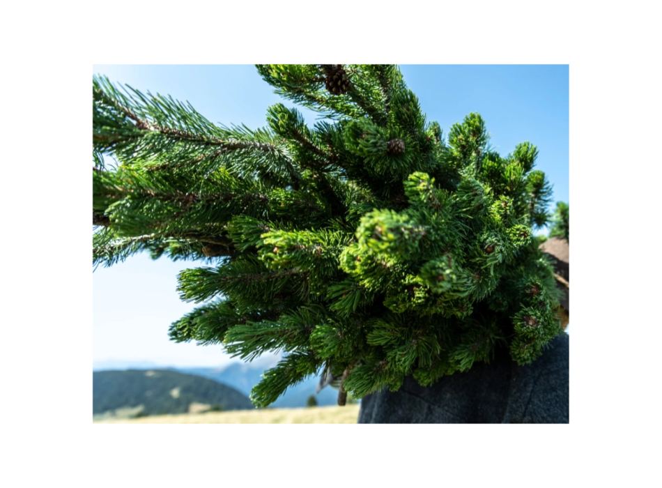 Hydrolat aus Waldkiefer