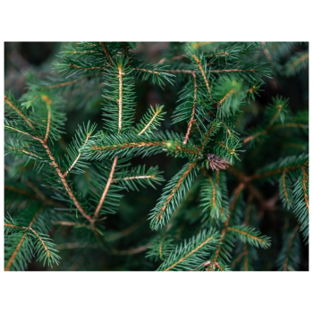 Silver Fir Hydrolate