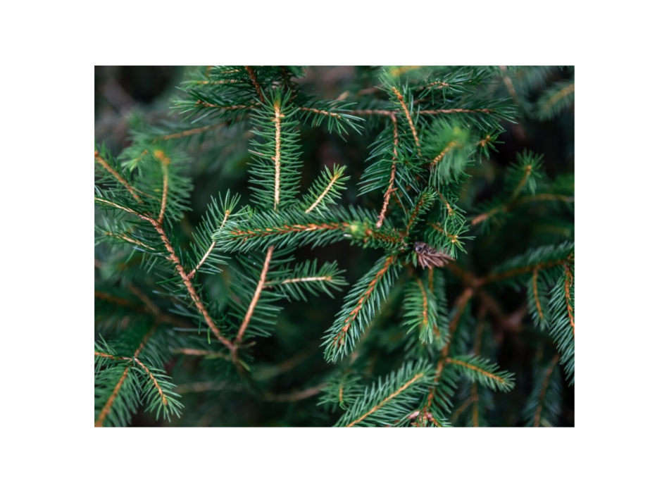 Silver Fir Hydrolate