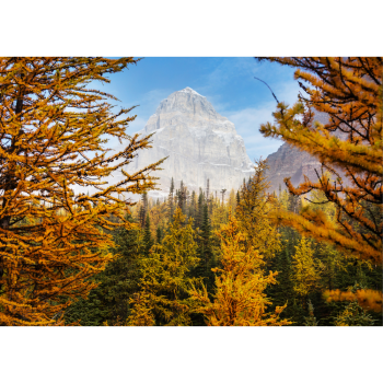 Larch hydrolate 100ml