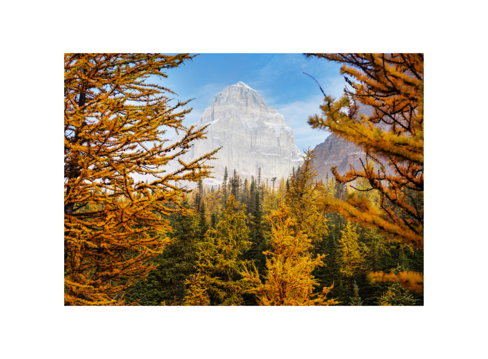 Larch hydrolate 100ml