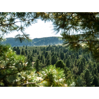  Swiss Pine Hydrolate 100ml