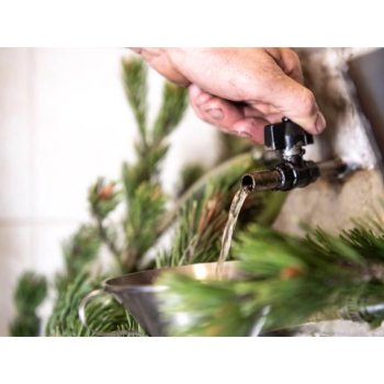 Mountain Pine Hydrolate 100ml