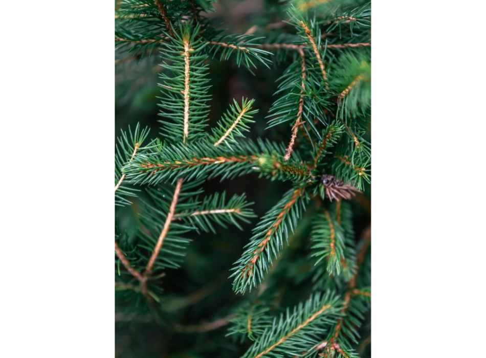 Silver Fir Essential Oil