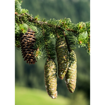 Spruce essential oil