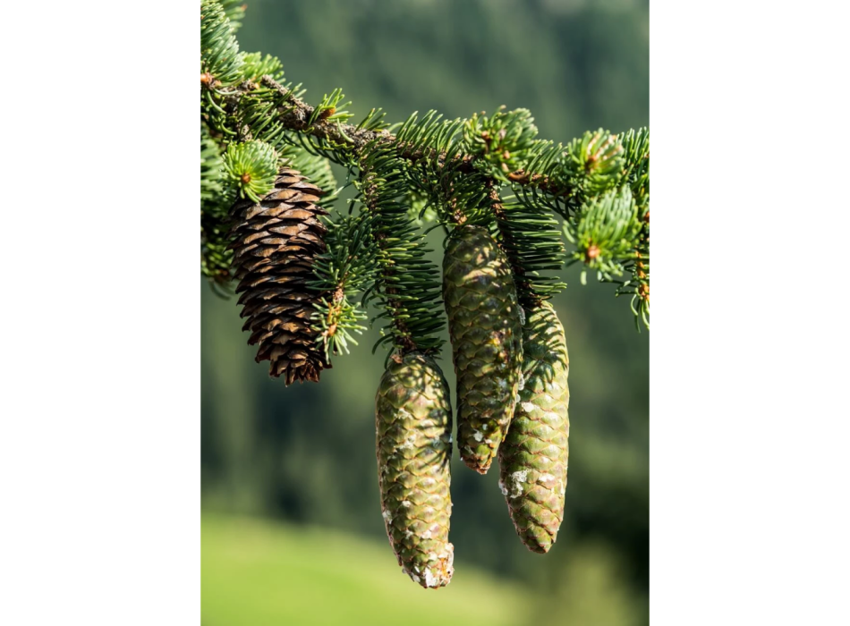 Spruce essential oil