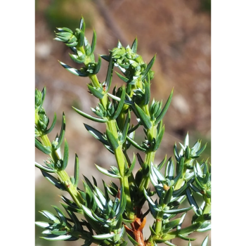 Juniper essential oil
