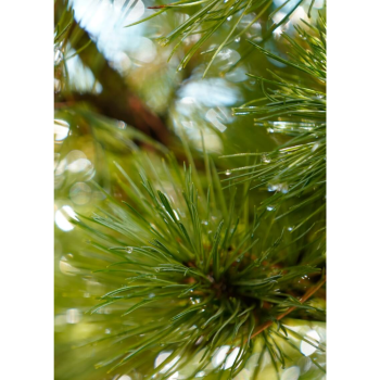 Swiss pine essential oil