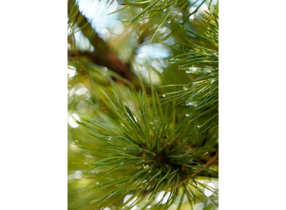 Swiss pine essential oil