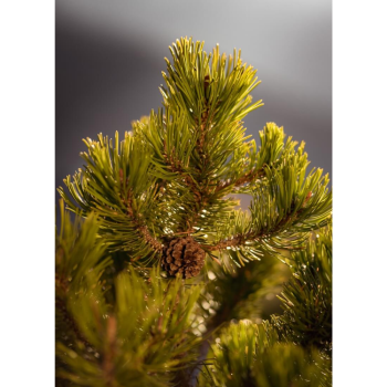 Scots Pine essential oil