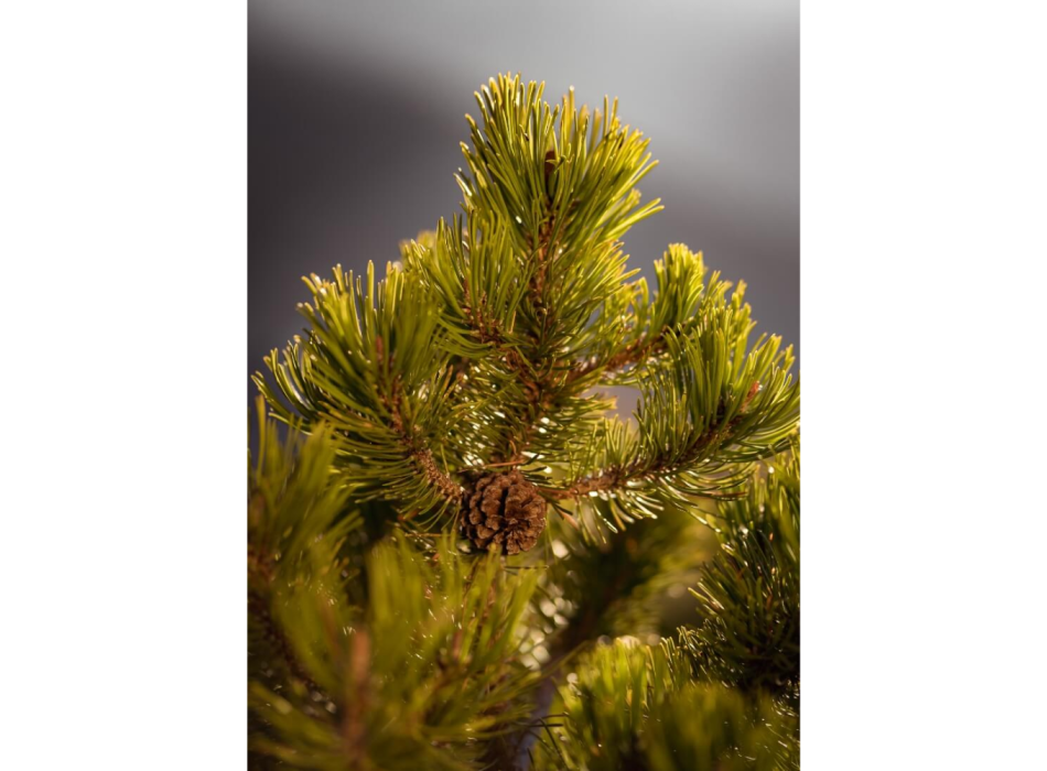 Scots Pine essential oil