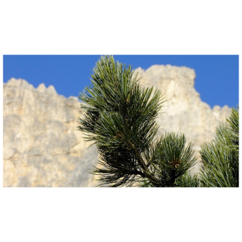 Swiss pine shavings 100gr