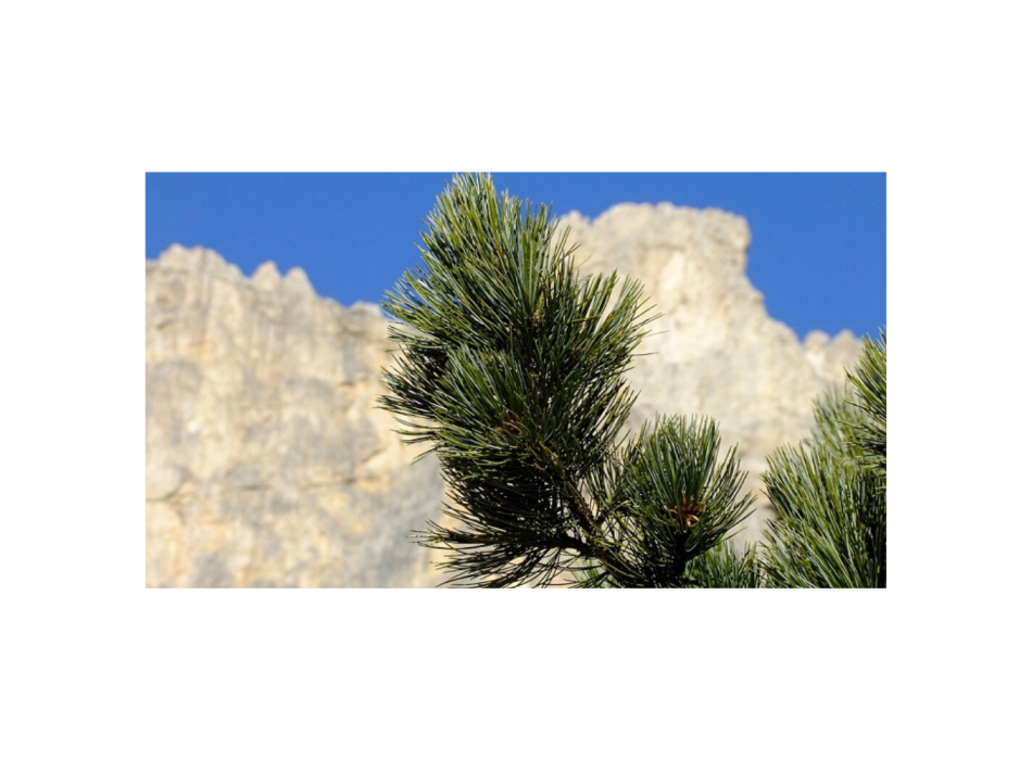 Swiss pine shavings 100gr