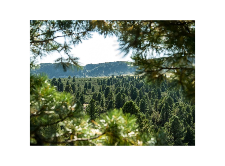  Hydrolat de pin suisse 100ml