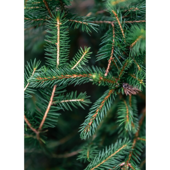 Huile essentielle de Sapin Blanc