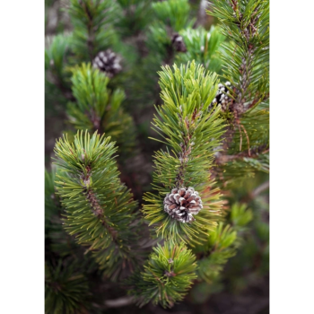 Huile essentielle de pin des montagnes