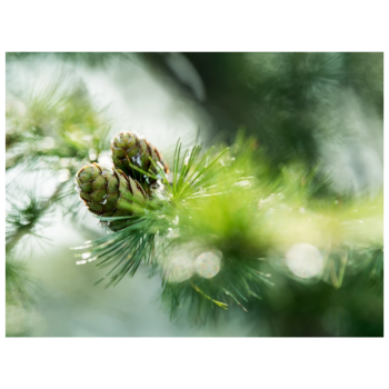 Huile de massage 100ml