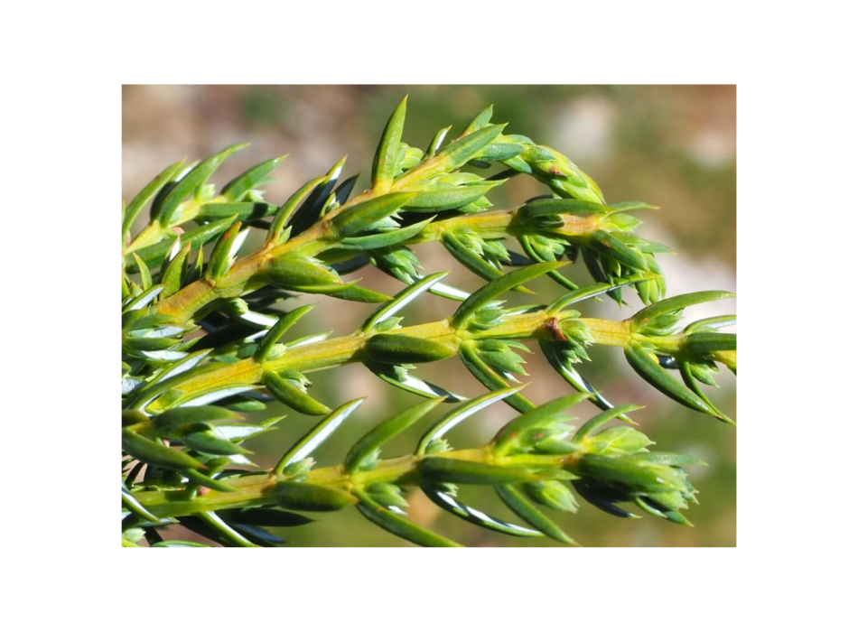 Huile de massage 100ml